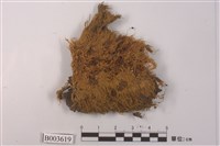 藏品(灰苔科)的圖片